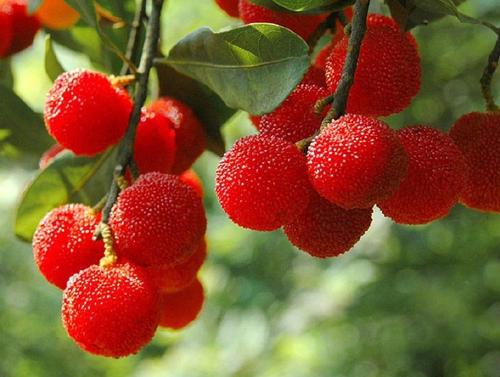 描述杨梅的句子