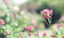 经典语录：浅浅遇，淡淡忘