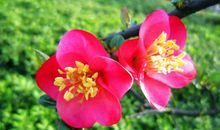 乡村的优美句子