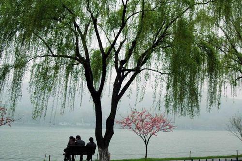 谦卑而坚韧，像柳树一样生活