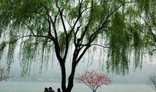 卑微而顽强，像柳树那样地活着