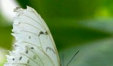 刘白羽：白蝴蝶之恋