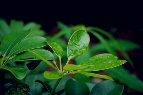 吴祖祥：黄梅季