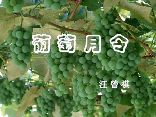 王增琪：葡萄月令