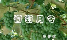 汪曾祺：葡萄月令