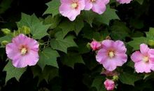 描写芙蓉花的诗句