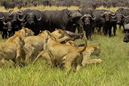 启示：狮子与大象