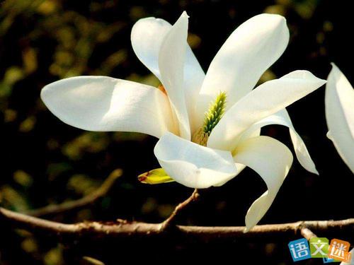 美丽的句子描述玉兰花