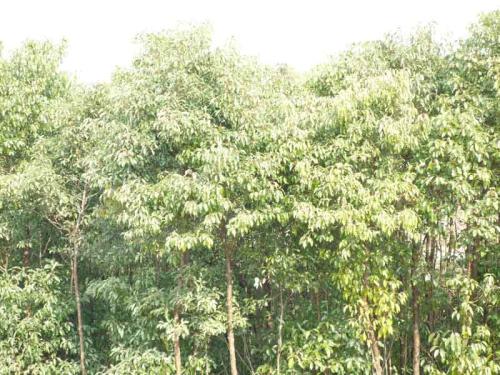 描述樟树的句子