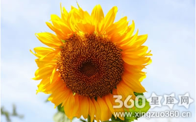 描述向日葵的美丽句子