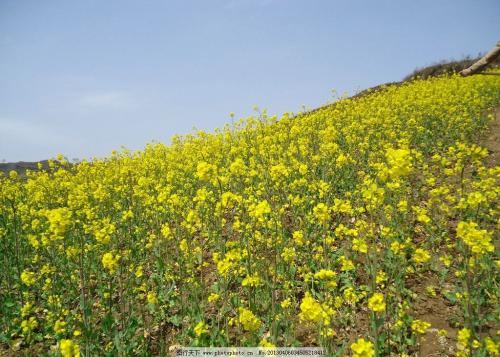 描述强奸花的句子