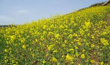 描写油菜花的句子