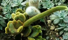 用千奇百怪造句