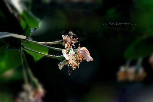 王国维：凋谢的花朵就是花朵