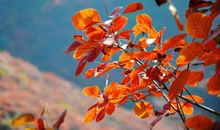 柯灵：失群的红叶