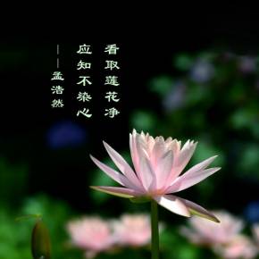 适合朗诵的现代诗歌