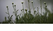 有关思恋的句子