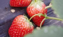 描写摘草莓的句子