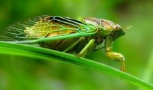 秦牧：大自然警号长鸣