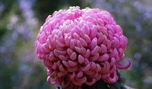 描写菊花品质的句子