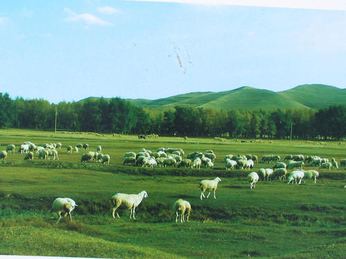 鉴珍：草丛走动