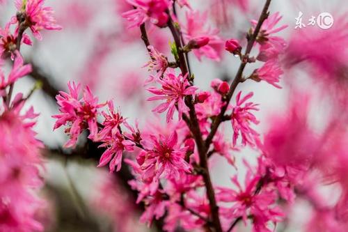 十里桃花经典句