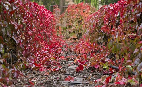 王国维：蝶恋花·百尺竹楼林大街
