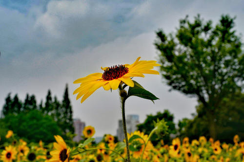 句子中的各种姿势