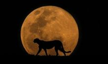 孙犁：夜晚的故事