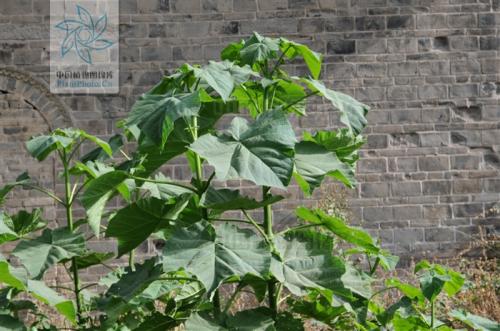 孙丽：树苗尚存