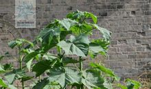 孙犁：成活的树苗