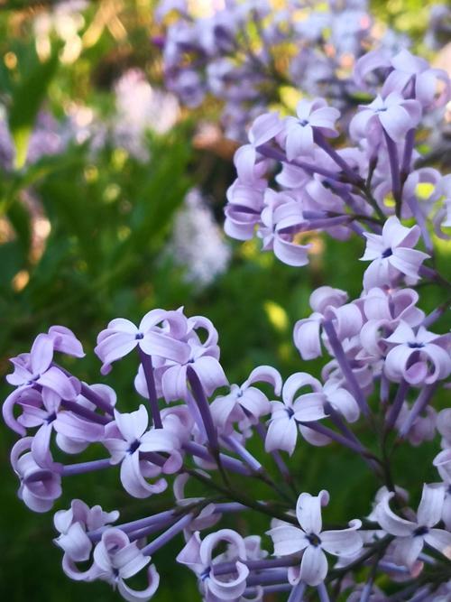 王仕鹏：深红的嘴唇·素食丁香