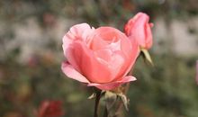 愿时光清浅，许你晴天