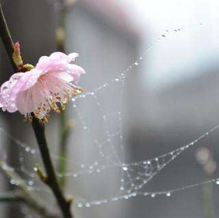 林慧音:蜘蛛丝与梅花