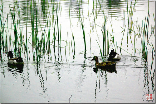 春江水暖鸭先知诗