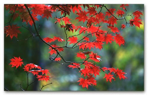 关于秋雨有一些漂亮的句子