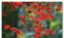 有关于描写秋雨的优美句子