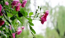 描写初夏阳光的句子