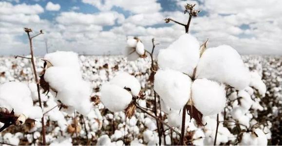 描述棉花的句子