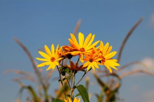 苏学林：我们的秋天：金鱼的命运