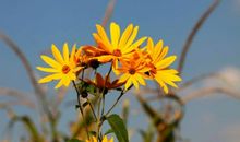 苏雪林：我们的秋天：金鱼的劫运