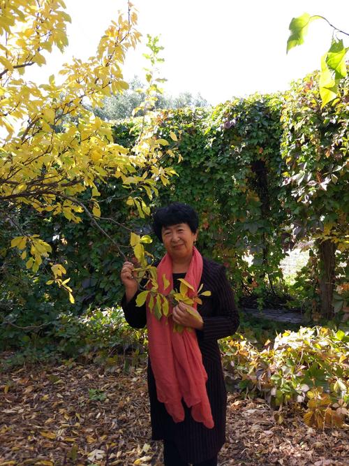 苏学林：我们的秋天：秃头梧桐