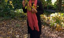 苏雪林：我们的秋天：秃的梧桐