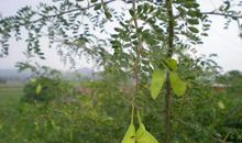 苏雪林：我们的秋天：扁豆