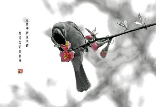 不要等没有花的整首诗