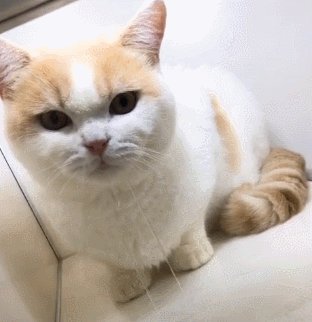 上帝也是一只贪婪的猫