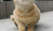 夏丐尊：《猫》