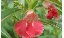 描写凤仙花的句子