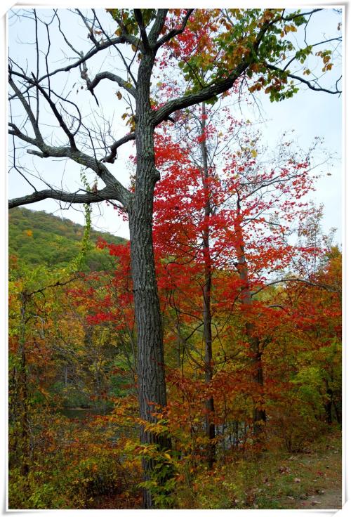 美丽的句子描述枫叶