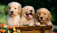 动物歇后语最新